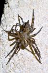 Zoropsis spinimana