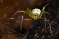 Enoplognatha