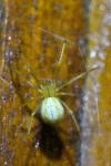 Enoplognatha