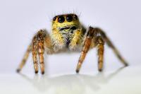 Carrhotus xanthogramma