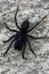 Atypus
