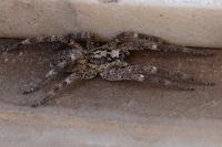 Zoropsis spinimana