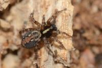 Textrix denticulata