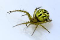 Mangora acalypha
