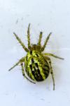 Mangora acalypha