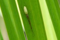 Tetragnatha