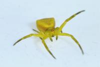 Thomisus onustus