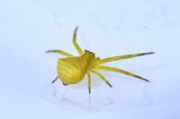 Thomisus onustus
