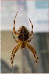 Araneus diadematus