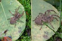 Zoropsis spinimana