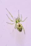 Nigma puella
