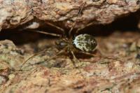 Drapetisca socialis