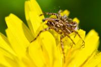 Oxyopes