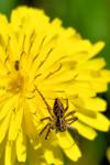 Oxyopes