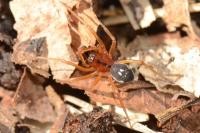 Pachygnatha listeri