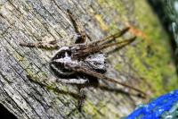Agalenatea redii