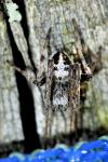 Agalenatea redii