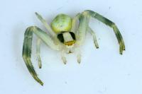 Misumena vatia