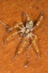 Zoropsis spinimana