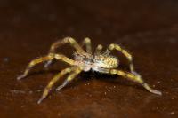 Zoropsis spinimana