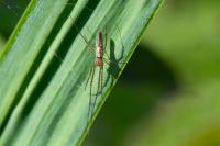 Tetragnatha
