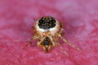Sardinidion blackwalli