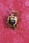 Sardinidion blackwalli