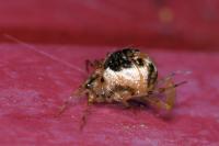 Sardinidion blackwalli