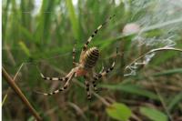 Argiope bruennichi