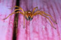 Cheiracanthium