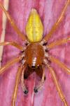 Cheiracanthium