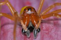 Cheiracanthium