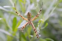 Argiope bruennichi