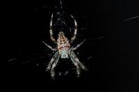 Araneus diadematus