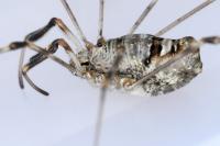 Dicranopalpus ramosus