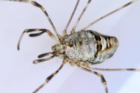 Dicranopalpus ramosus