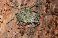 Philodromus margaritatus