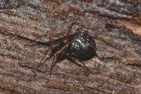 Lepthyphantes minutus