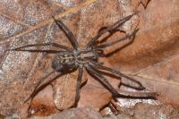 Eratigena saeva