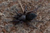Scotophaeus