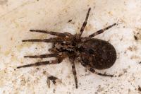 Zoropsis spinimana