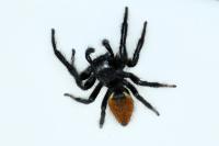 Carrhotus xanthogramma