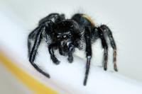 Carrhotus xanthogramma