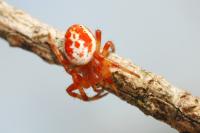 Araniella displicata