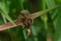 Xysticus cristatus