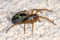 Amaurobius