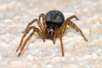 Amaurobius