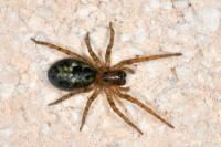 Amaurobius