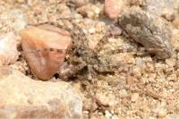 Arctosa perita