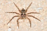 Philodromus margaritatus
